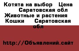 Котята на выбор › Цена ­ 1 - Саратовская обл. Животные и растения » Кошки   . Саратовская обл.